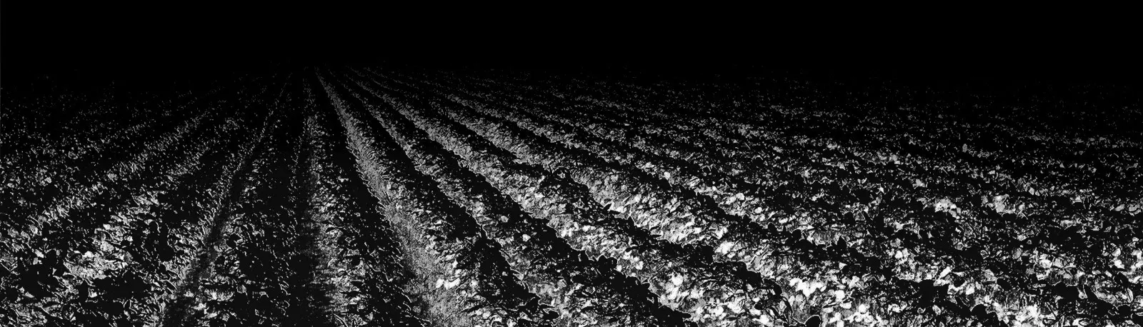 Fondo del producto